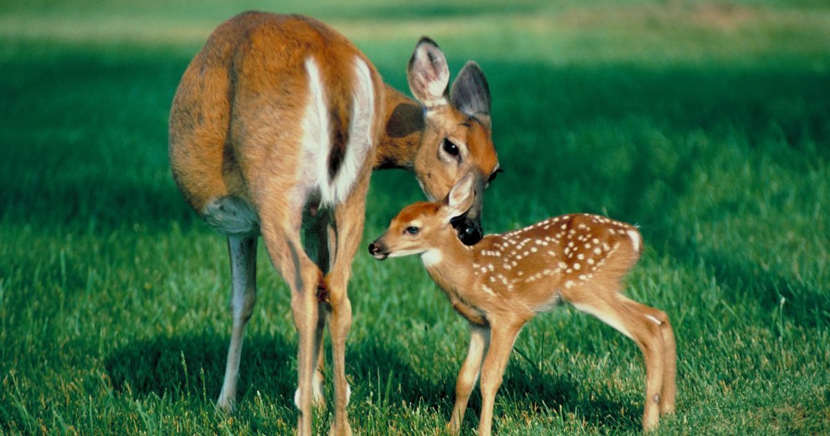 Cerf, biche, faon : qui est vraiment qui dans la harde ?