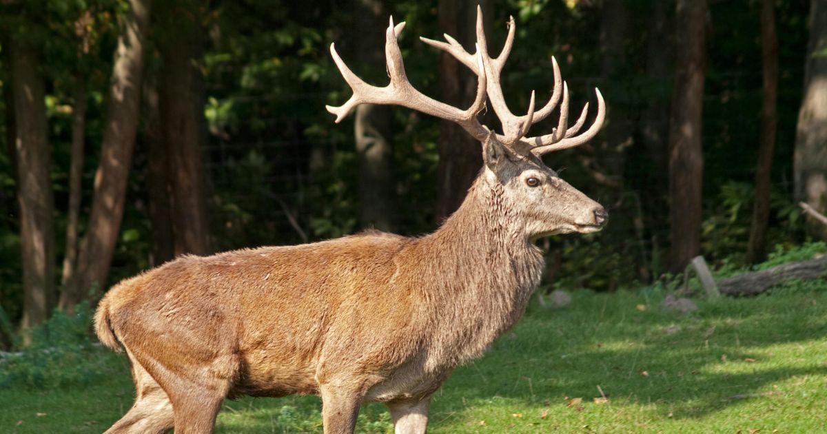 Le velours des bois du cerf : ce détail explique tout