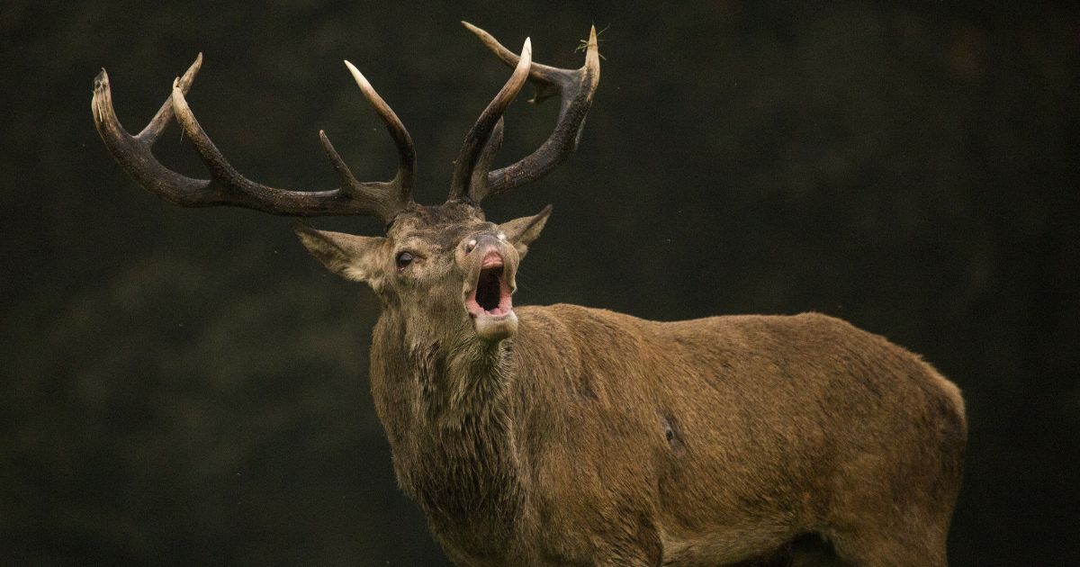 cerf de face