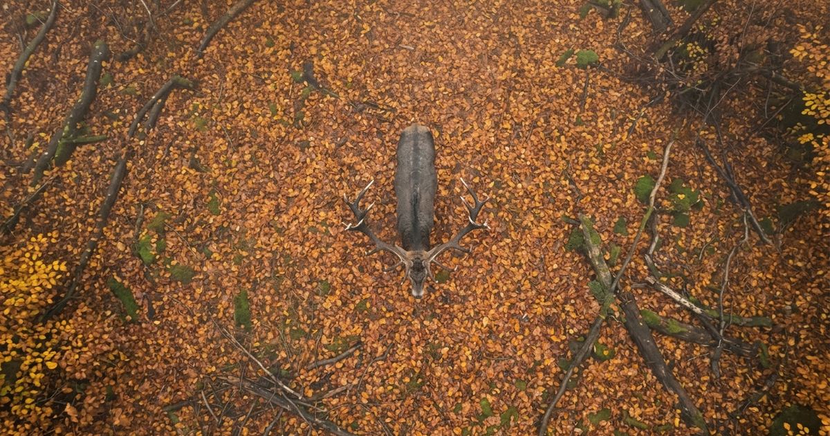 cerf en hetraie