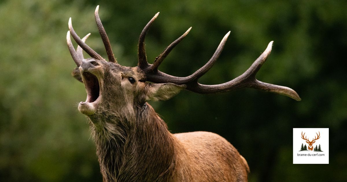 Brame du cerf 2026 : quand part vraiment la saison ?