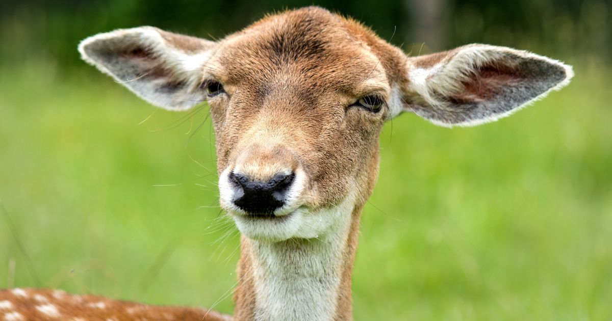 Cerf, chevreuil ou daim : ne les confondez plus jamais