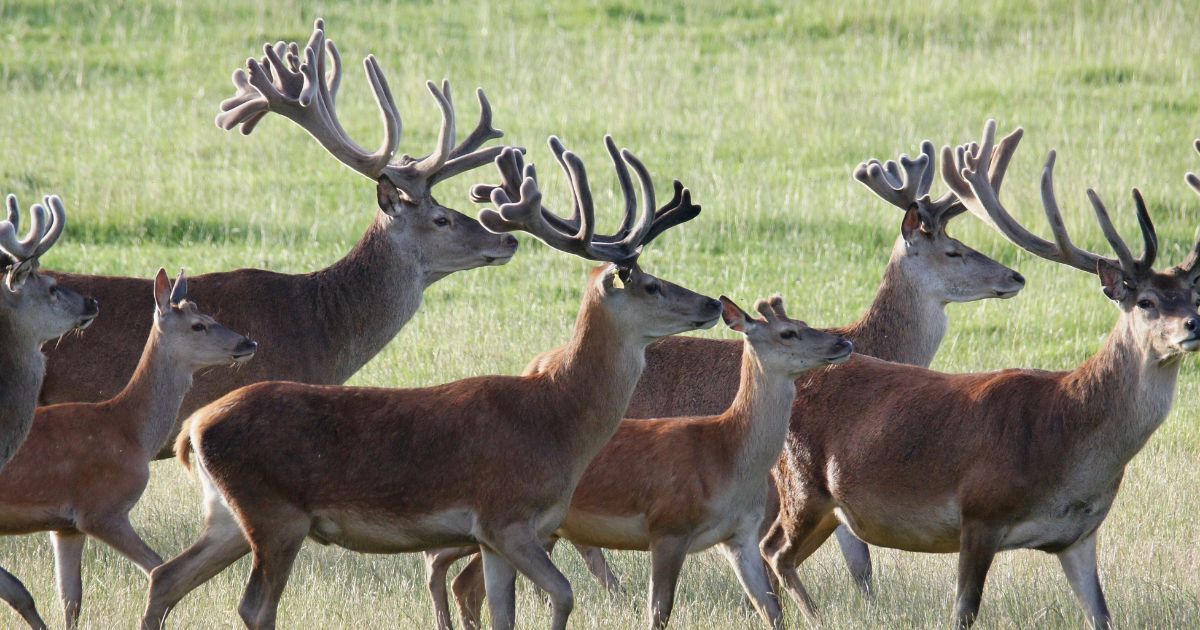harde de cerfs